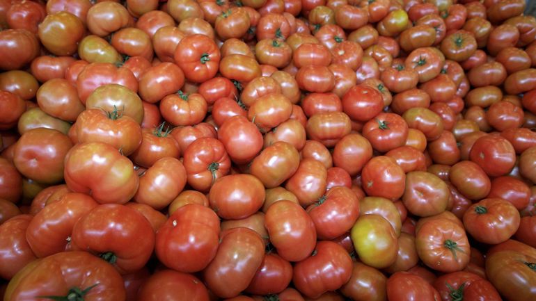 Les agriculteurs belges craignent l'arrivée depuis la France d'un virus touchant les tomates
