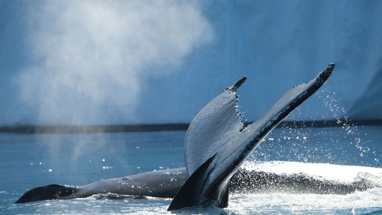 Australie : des baleines à bosses s'égarent dans une rivière infestée de crocodiles