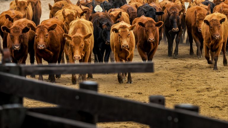 L'Argentine suspend pour 30 jours les exportations de viande bovine