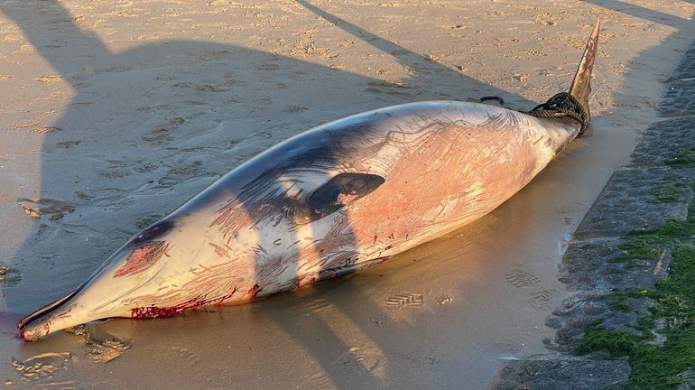 Une baleine à bec retrouvée morte sur la plage de Wenduine