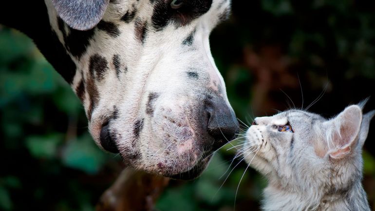 Le coronavirus n'est pas transmissible de l'homme à l'animal ni de l'animal à l'homme (Clerfayt)