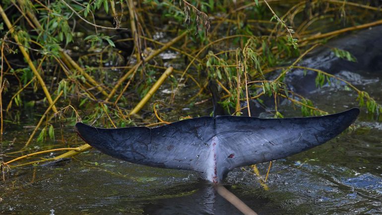 Un baleineau s'égare dans la Tamise