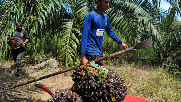 En matière d'huile durable, la palme reviendrait& à Nutella