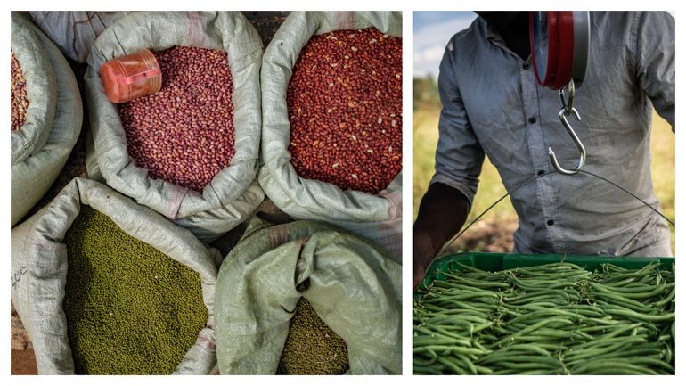 Afrique : selon la FAO, trois pays ainsi que le Yémen menacent de sombrer dans la famine