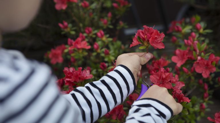 Appel à la vigilance pour les curieux de la nature: plantes et fleurs vénéneuses guettent!
