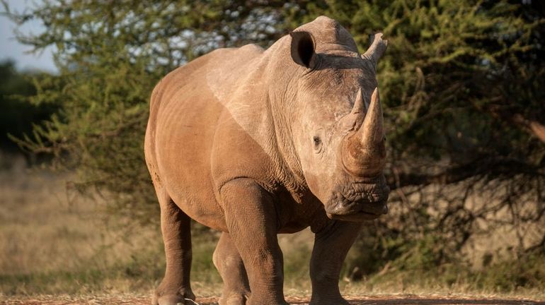Afrique du Sud : le nombre de rhinocéros braconnés a chuté avec le confinement