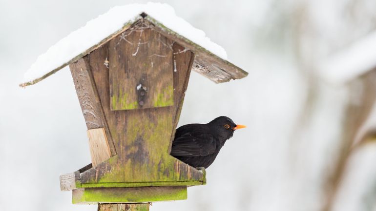 Mettre une mangeoire dans son jardin pour nourrir les oiseaux : une bonne idée ou pas ?