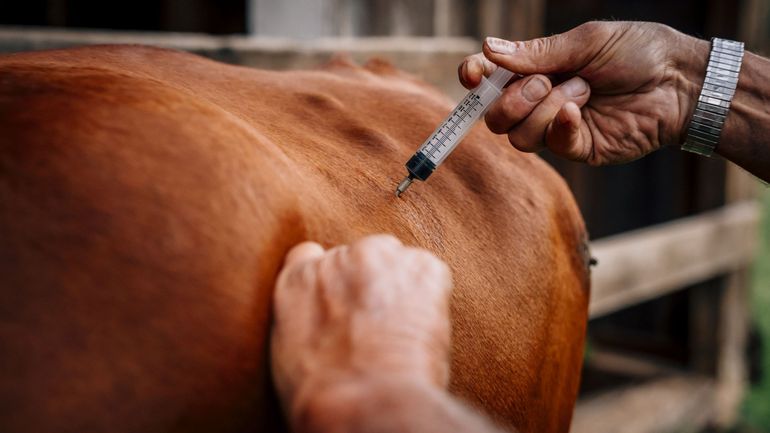 Les antibiotiques de moins en moins utilisés en médecine vétérinaire en Belgique