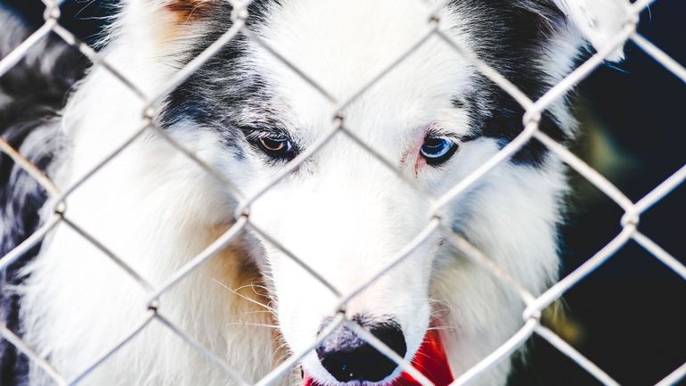 Des dizaines de milliers de signatures contre le projet de l'élevage de chiens de Blaton