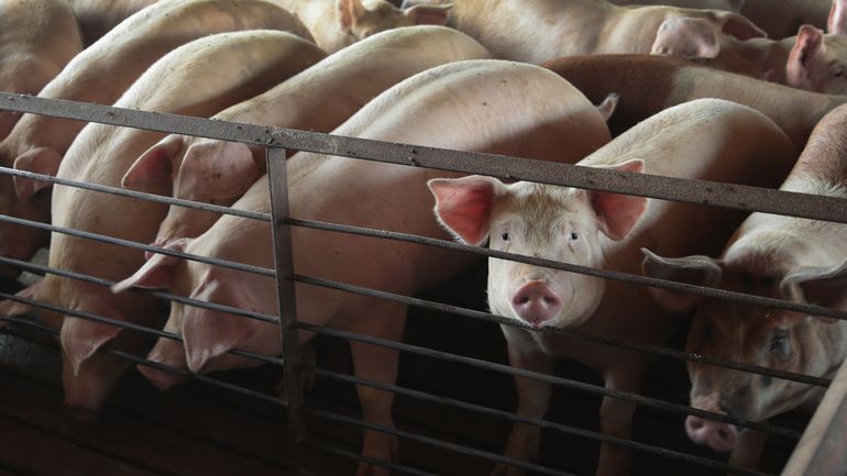 Les prix du porc s'effondrent à nouveau à cause du coronavirus