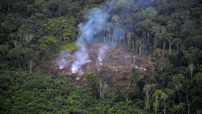 Déforestation: 43 millions d'hectares perdus sur les principaux 