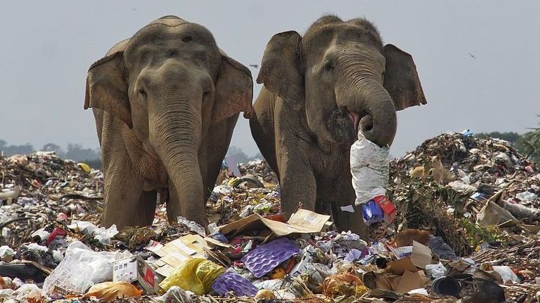 Sri Lanka : un photographe capture des photos d'éléphants qui se nourrissent dans une décharge