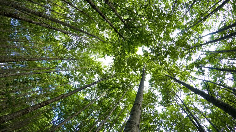 Planter des arbres à grande échelle peut menacer la biodiversité et les forêts existantes