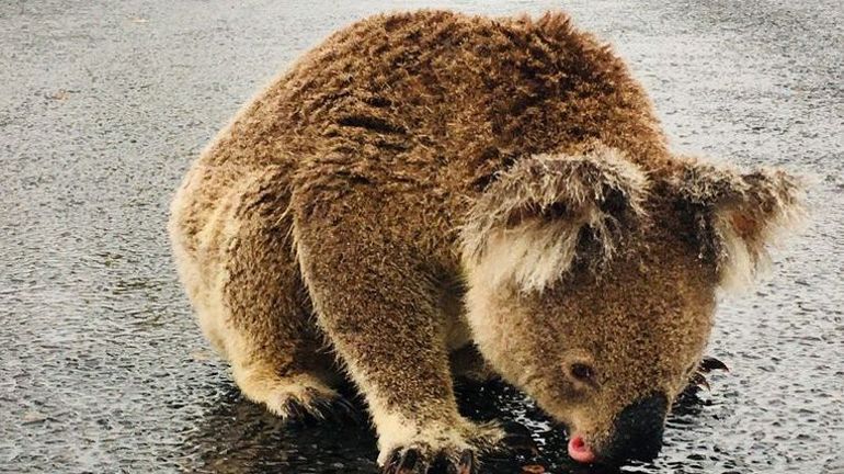 Un koala bloque la circulation pour boire l'eau sur l'asphalte de la route: 