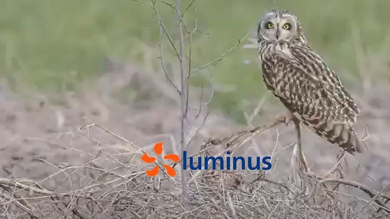 Le hibou des marais, en renfort d'une campagne de Luminus en faveur de l'éolien