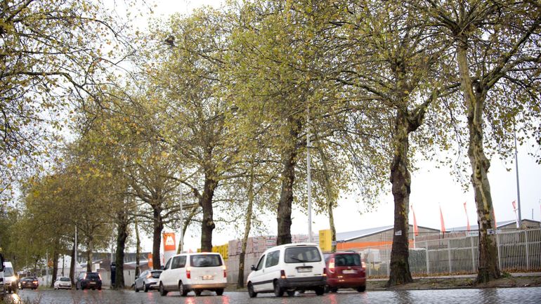 Bruxelles Mobilité plante 1150 arbres supplémentaires le long des routes