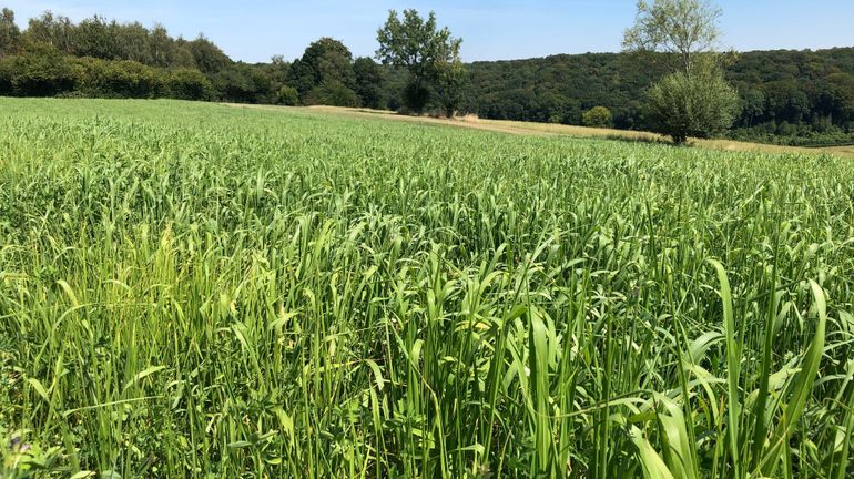 Dans les Fourons, une plante africaine pour s'adapter à la sécheresse