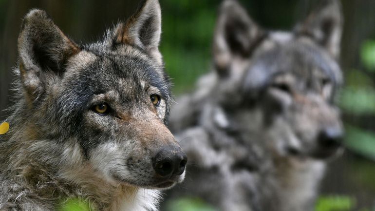 Coeurs de loups: August et Noëlla, les deux spécimens limbourgeois, se sont trouvés& accouplement en vue ?