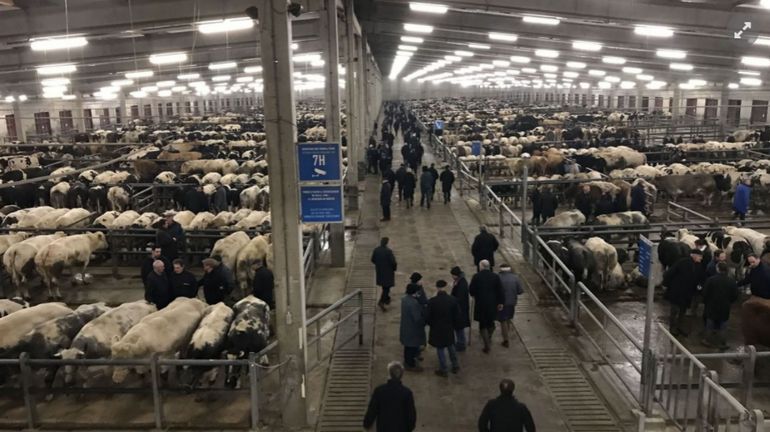 Le marché aux bestiaux de Ciney boit le bouillon