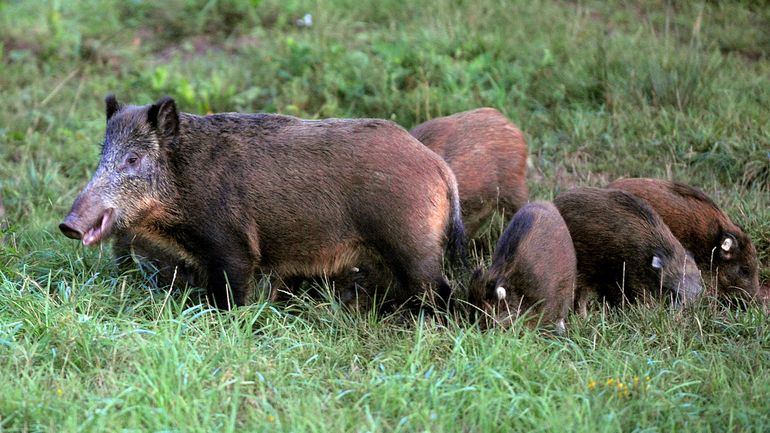 Peste porcine africaine : l'Allemagne enregistre un premier cas sur une carcasse de sanglier