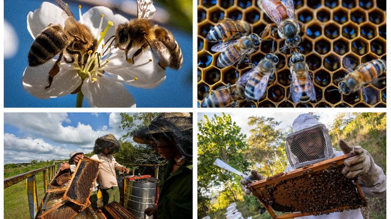 Biodiversité : que puis-je faire pour contribuer à protéger les abeilles?