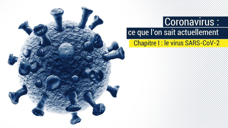 Coronavirus : bientôt un an, ce que l'on sait sur le virus SARS-CoV-2