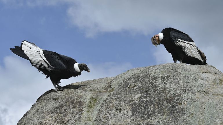 Colombie : des caméras recensent le condor des Andes, menacé d'extinction, pour la première fois
