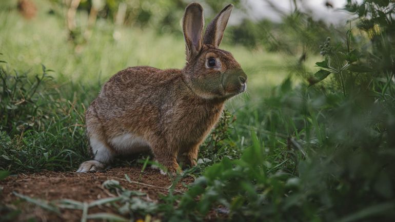 Coronavirus : près d'un Belge sur quatre a accueilli un animal de compagnie, lapins et rongeurs en tête