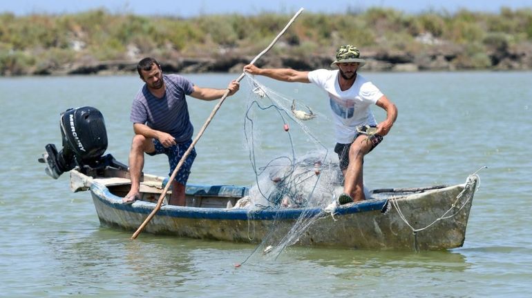 Le crabe bleu : une espèce invasive que craignent les pêcheurs albanais de la côte Adriatique