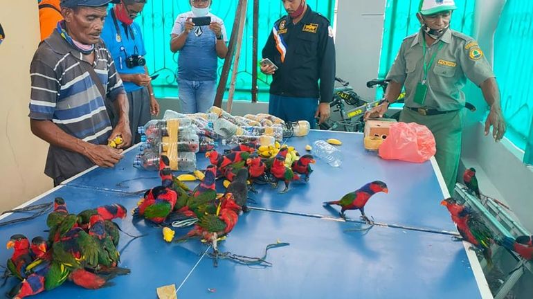 Indonésie : les autorités ont retrouvé plusieurs dizaines de perruches enfermées dans des bouteilles en plastique