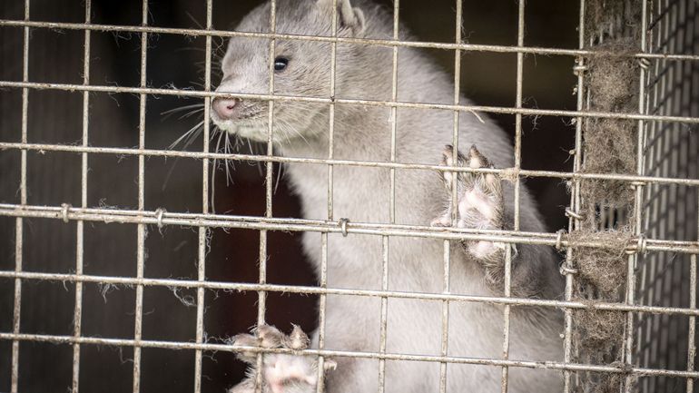 Coronavirus: la Russie développe un vaccin pour les animaux