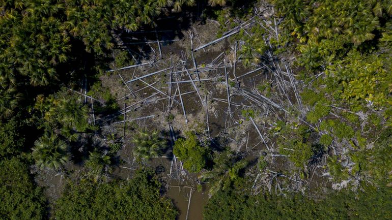 Brésil : le ministre de l'Environnement soupçonné de trafic de bois de l'Amazonie