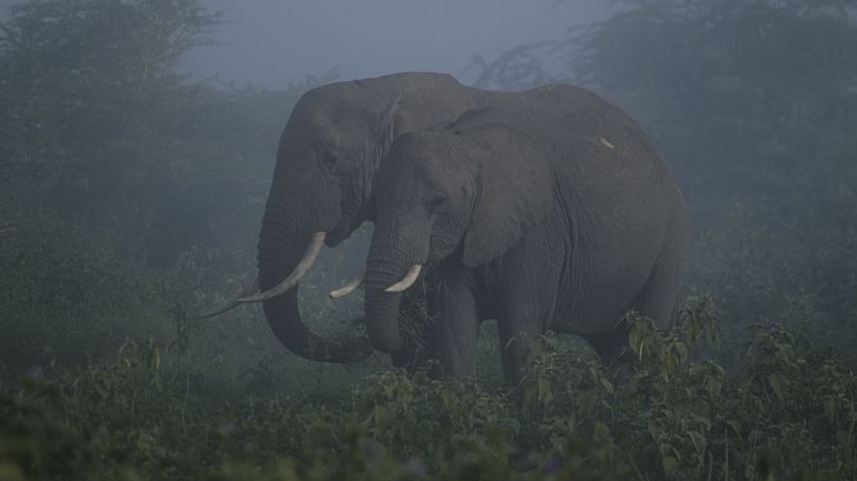 L'éléphant d'Afrique en danger critique d'extinction: la faute aux avocats ?