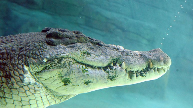 Australie : un plongeur mordu à la tête par un crocodile sur la Grande Barrière de corail