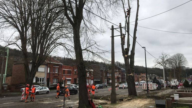 Liège abat sept de ses tilleuls : le fruit d'une surveillance préventive de ses plantations