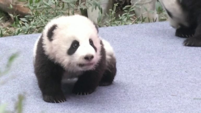 Carnet rose chinois : naissance de 14 bébés pandas en 2020 dans la province du Sichuan en Chine