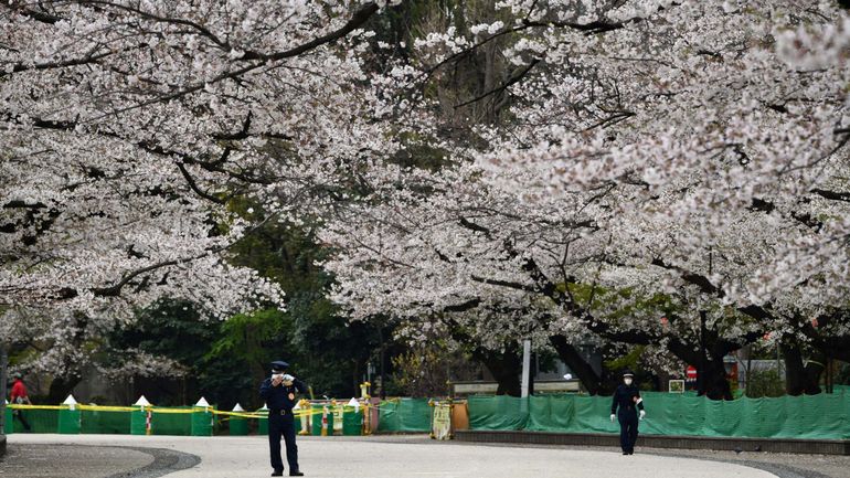 La floraison des cerisiers au Japon plus précoce que jamais : le réchauffement climatique en cause