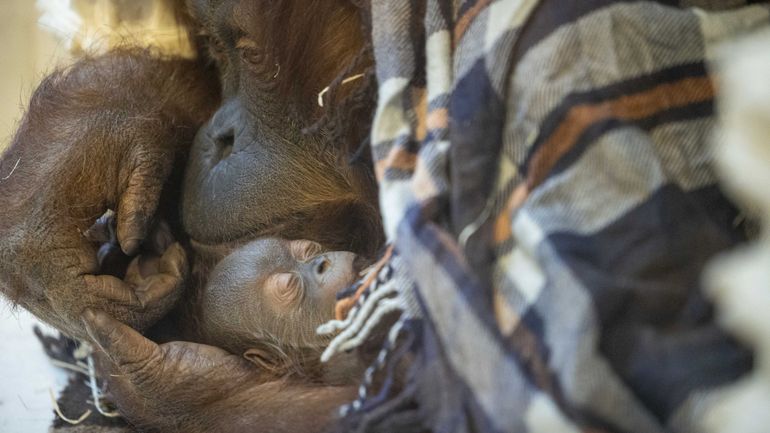 Pairi Daiza : Mathaï, un bébé orang-outan est né