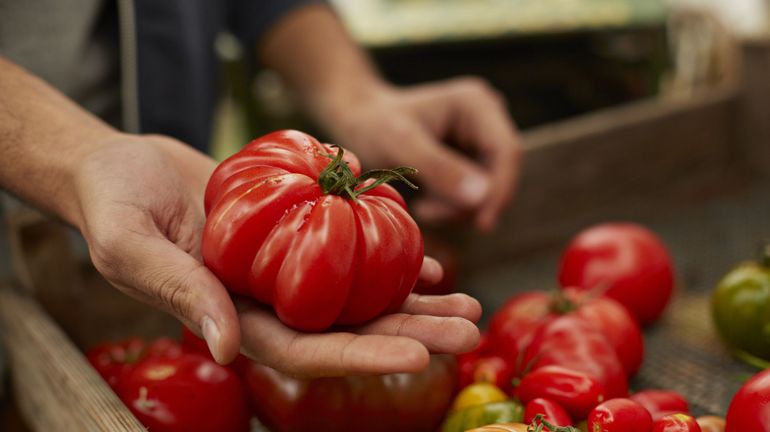 Testing de tomates : grosse déception pour celles de la grande distribution