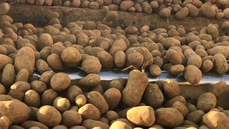 Pommes de terre : l'équivalent de 30.000 camions bloqués dans les hangars