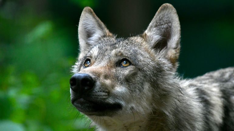 Un sixième loup a bien été identifié en Wallonie: les analyses ADN le confirment