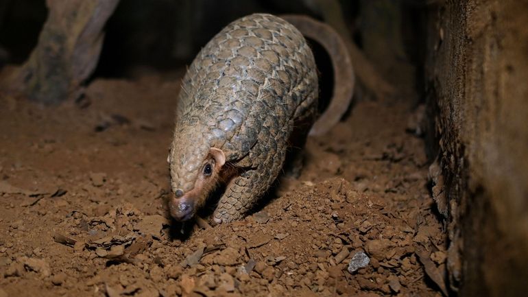 Nigeria: saisie de 8,8 tonnes d'écailles de pangolin et d'ivoire