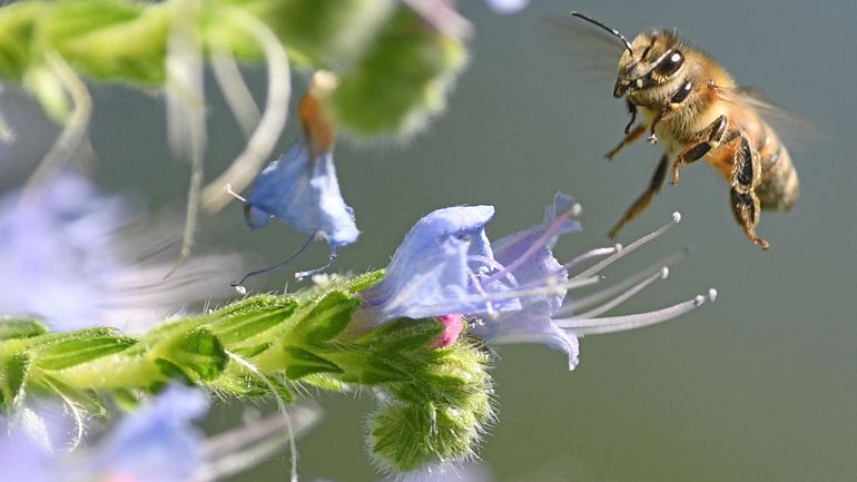 Néonicotinoïdes et abeilles : la justice européenne rejette un dernier recours de Bayer