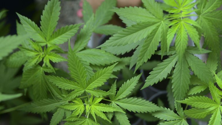 Découverte d'une plantation de cannabis à Courcelles : onze personnes privées de liberté
