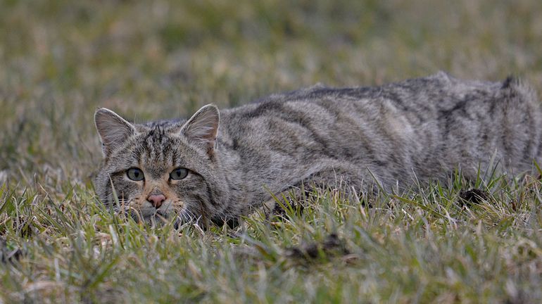 Biodiversité: il faut stériliser le chat domestique pour protéger son cousin sauvage