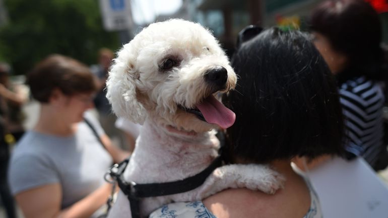 Chine : Shenzhen devient la première ville du pays à bannir la viande de chat et de chien