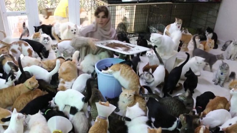 À Oman, la femme aux 480 chats et 12 chiens