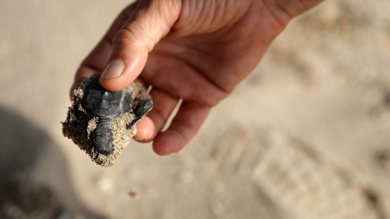 Environ 185 tortues découvertes à l'aéroport des Galapagos