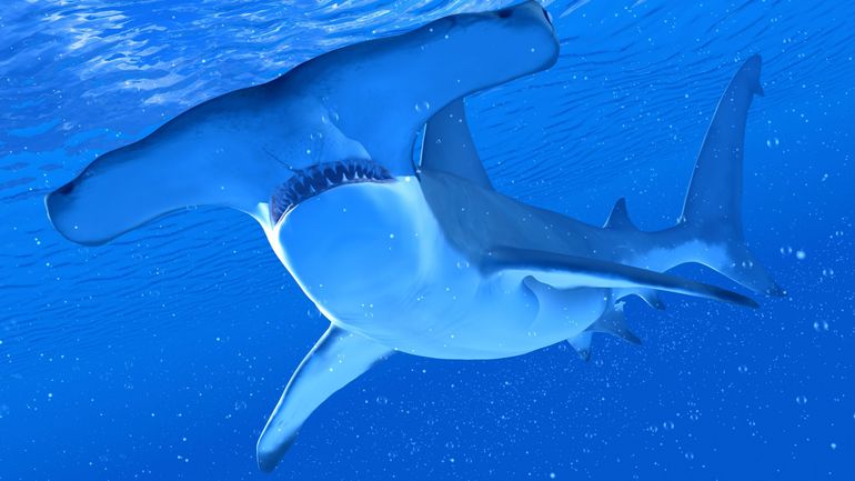 Mieux que Google Maps, les requins utilisent le champ magnétique de la Terre pour s'orienter