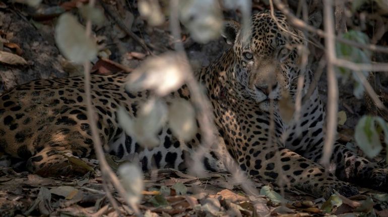 Brésil : rescapé des flammes, un jaguar retrouve son Pantanal